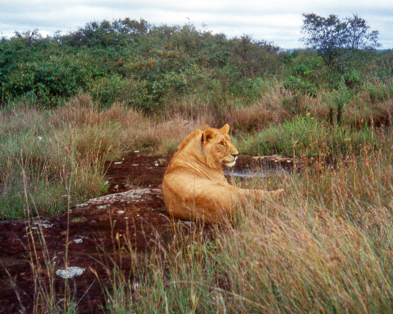Illustration for article titled This Guy Raced A Tiny Two-Stroke DKW Surrounded By Lions In Africa